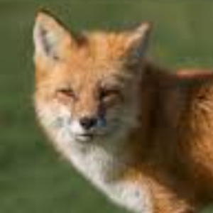 Foxinbattle2007