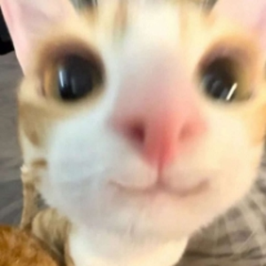 오묘행
