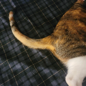 SlappyTail