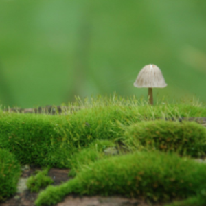 moss__man