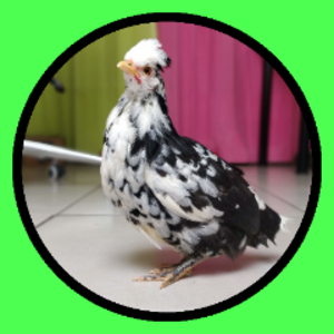 OnePortugueseFarm