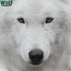 WolfConservationCenter