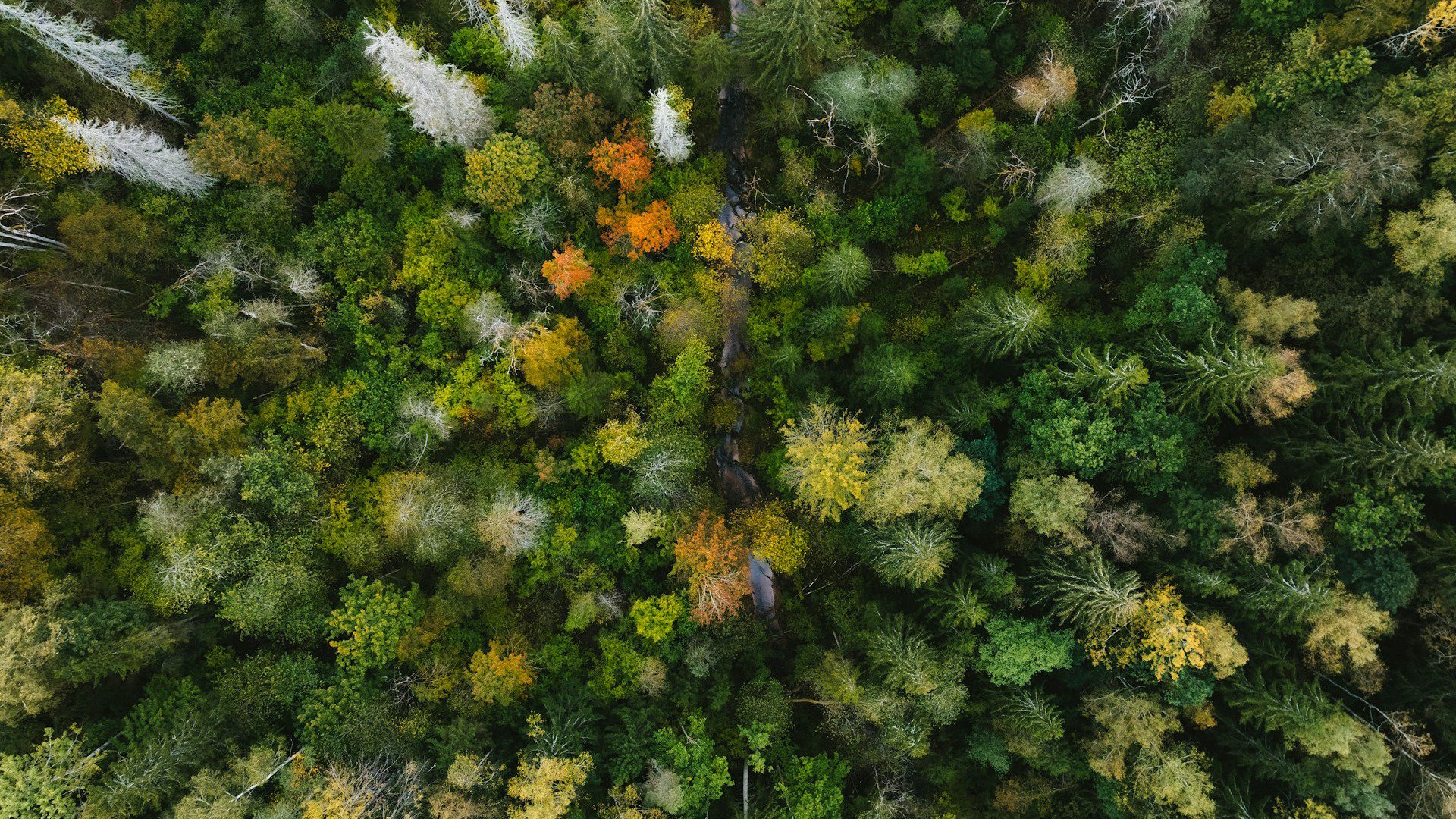 logslayertm Offline Background