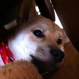 小谷大輔チャンネル