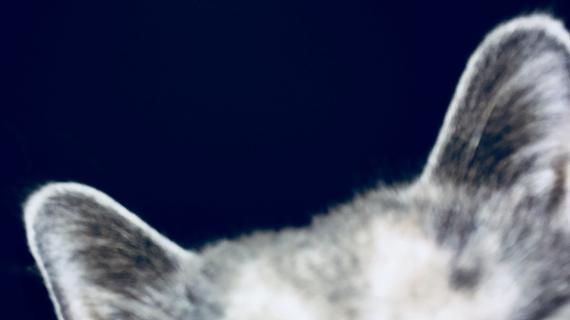 booquifiess Offline Background