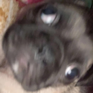 noobo76