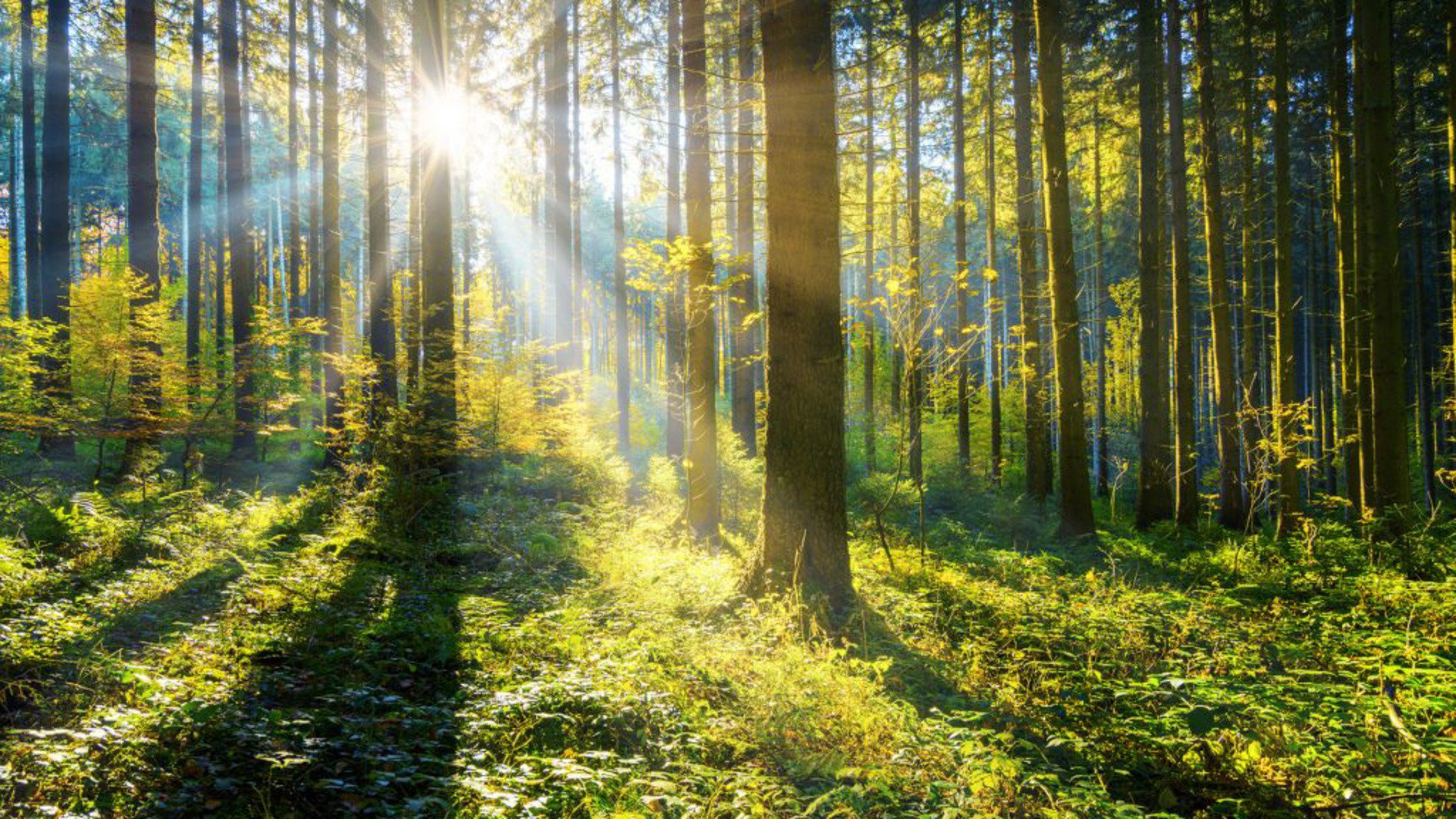 ForestMouseDBD Offline Background