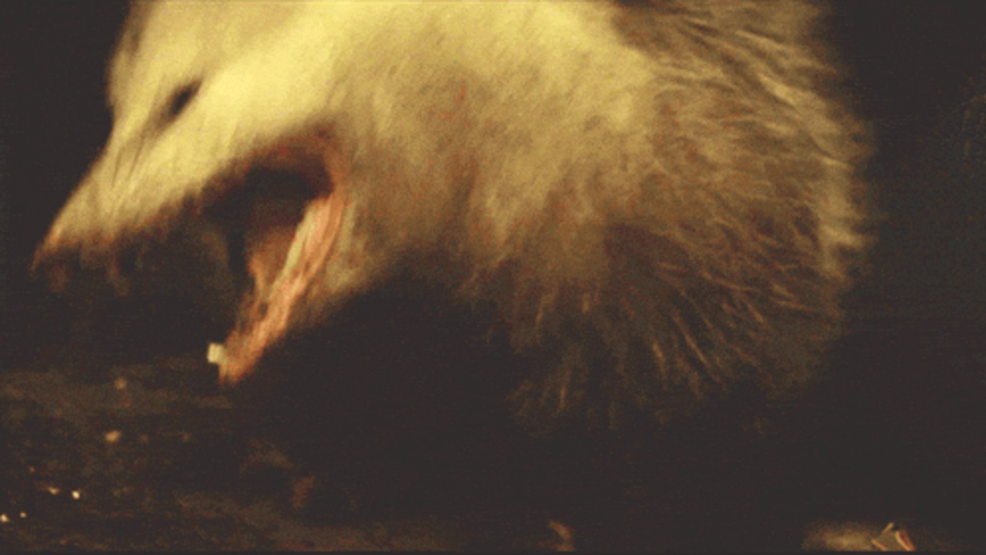 bushidopossum Offline Background