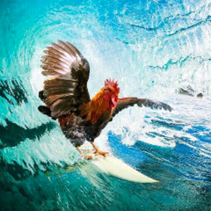lechickensan