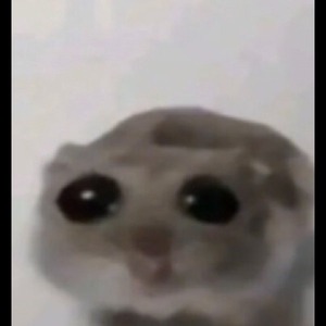XDhere_lenu