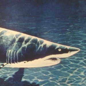 paleomammaliann