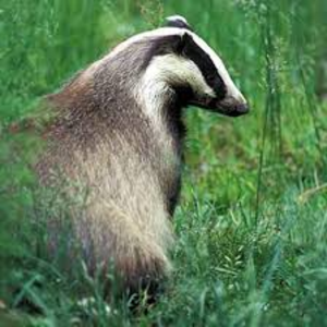 BadgerTMP