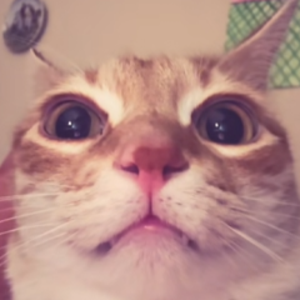 minosura