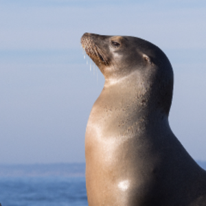 FlexingSeal