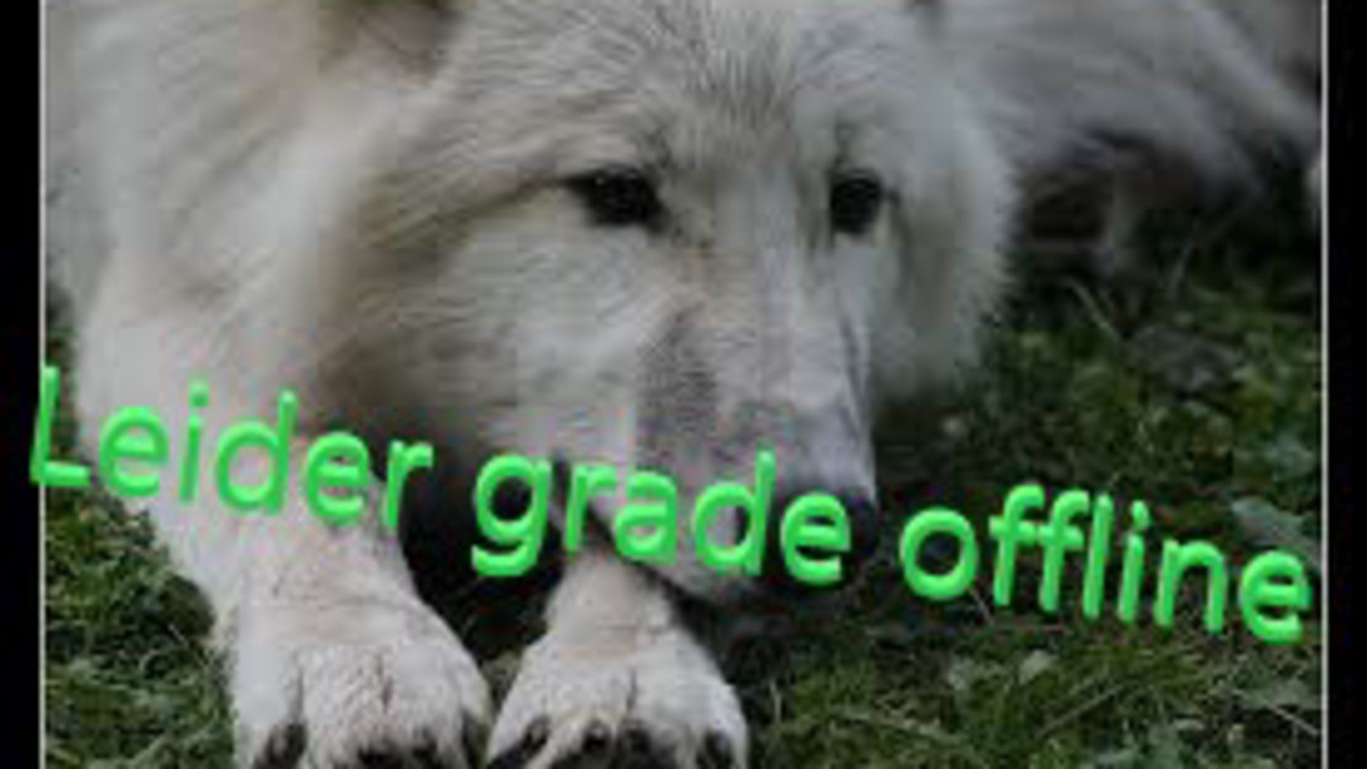 Woelfchen_DA Offline Background
