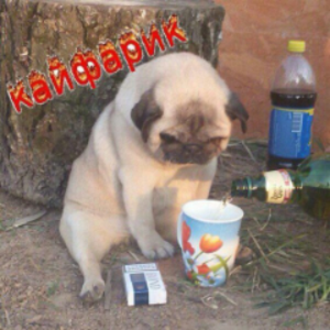 puzik_49