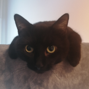 Eyedicious