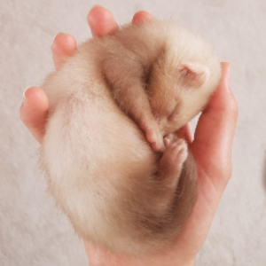 KingsdownFerrets