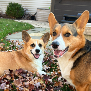Corgii_Butts
