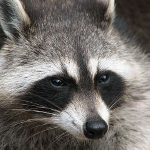 inconsiderateraccoon Offline Background