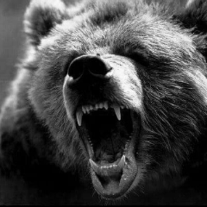 hornybear812