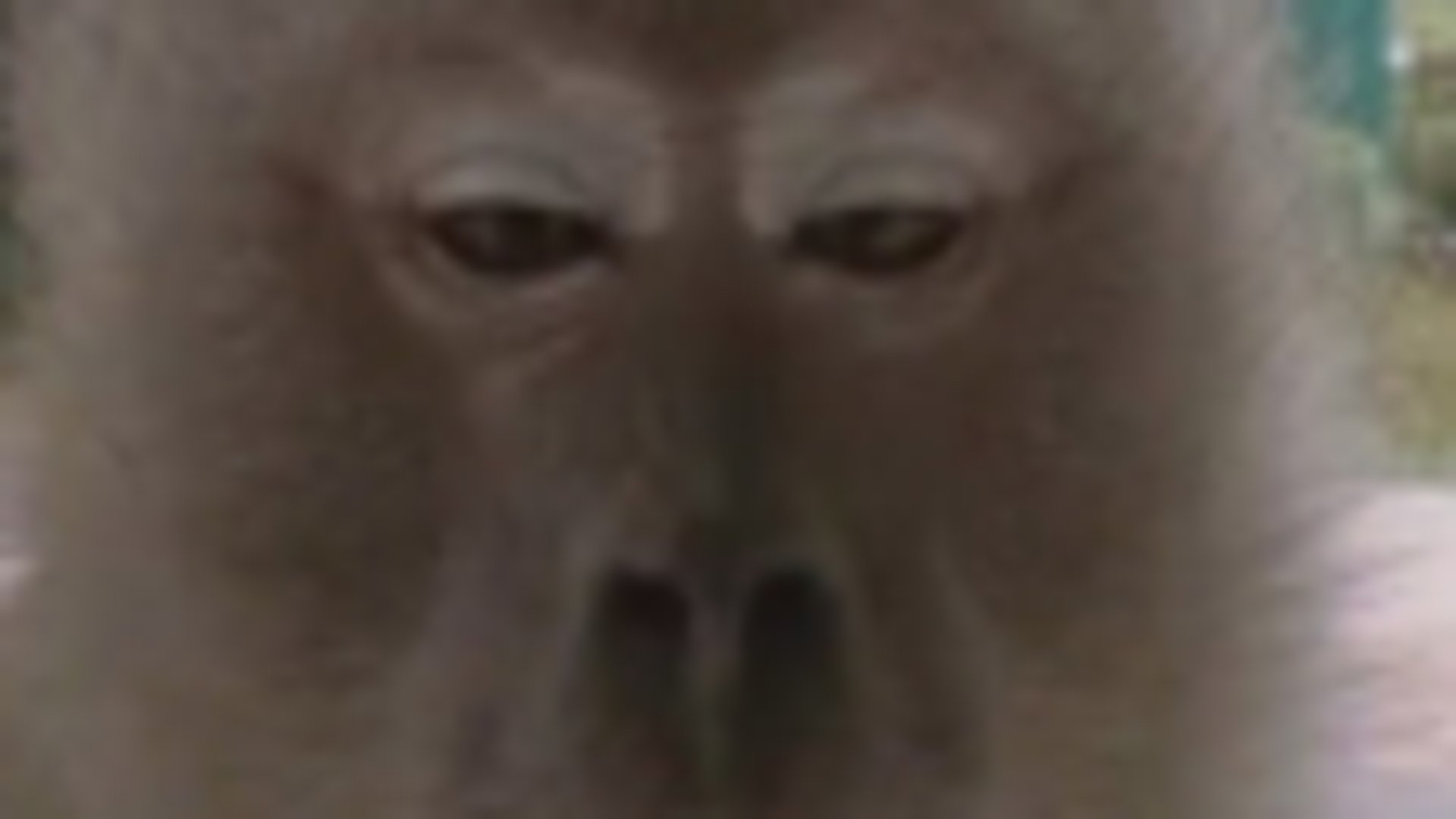 Flapjacklol1 Offline Background