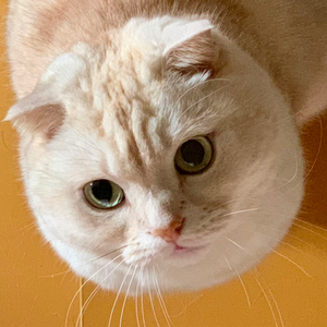 カエネ
