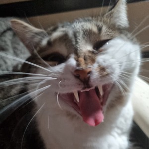 mistaboochie