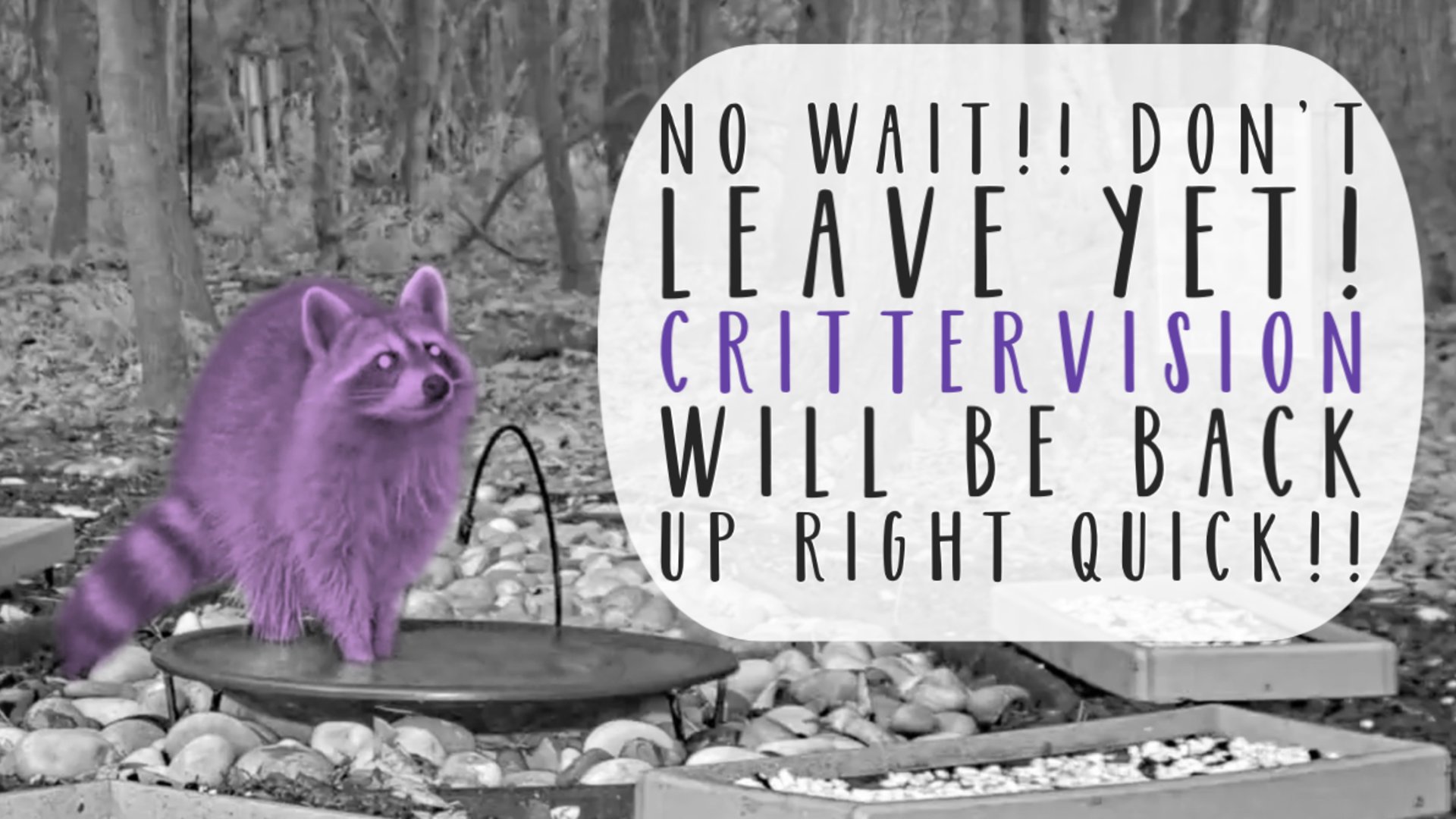 CritterVisionForest Offline Background