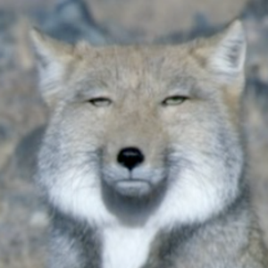どにえぷる