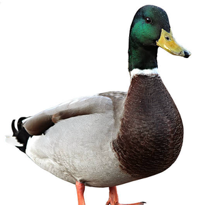 SlowDownJoe_