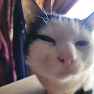 dadosygatos