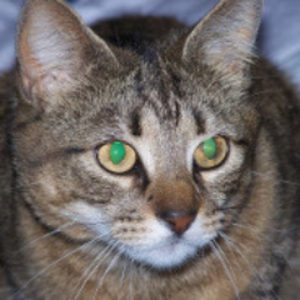 The_Tabbycat