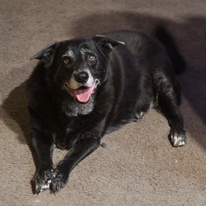 jasperiest