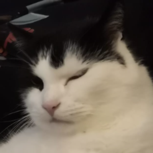 TillePerez