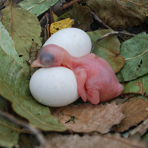 PurpleMartinConservation