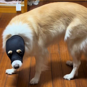 虎說八道