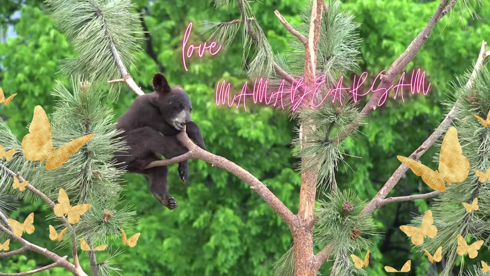 MamaBearSam Offline Background