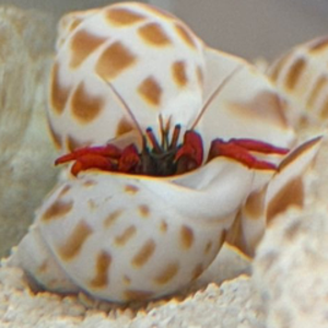Joycaquarium