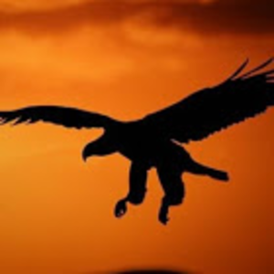 hawktitan15