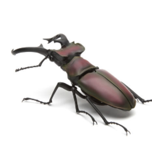 カブトムシ17