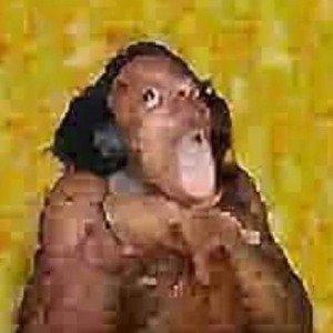 noobgamel
