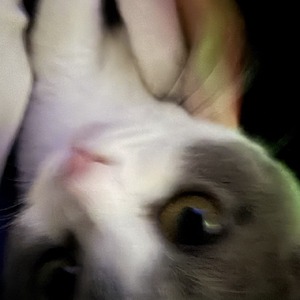 rinnnnnn_0