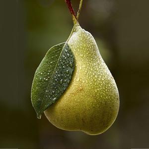 boostedpear