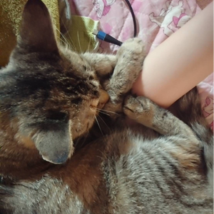 さな7