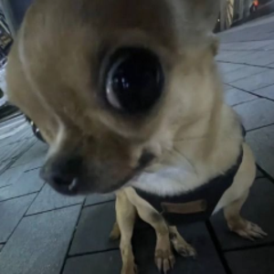 nanatatalieliee