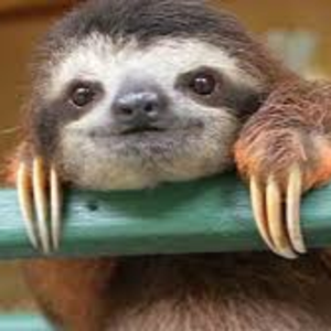 HappySloth_ow