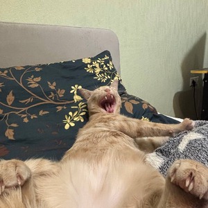 DexMP3