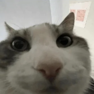 im_hoppy
