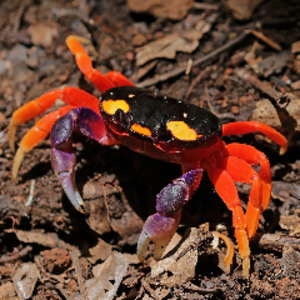 HalloweenMoonCrab Offline Background